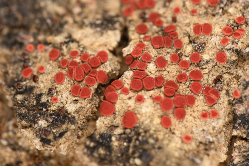 Orange Lichen photo 7