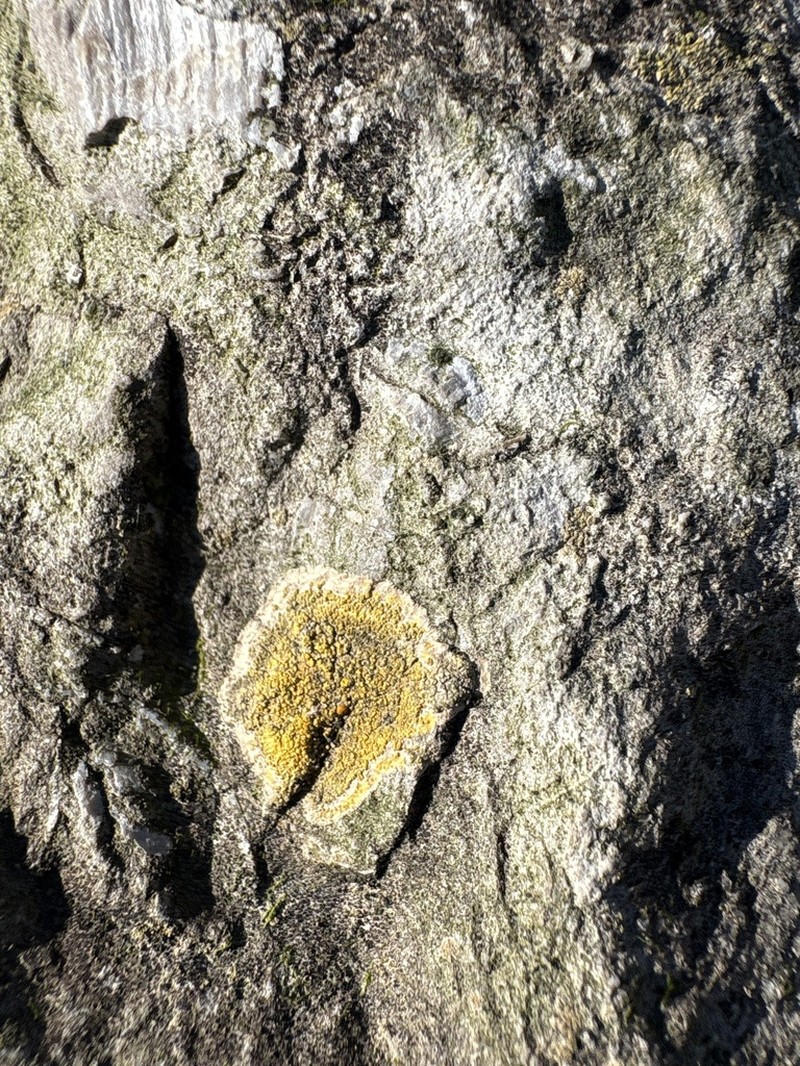 Orange Lichen photo 2