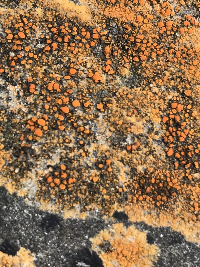 Orange Lichen photo 3