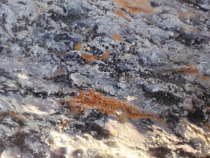 Orange Lichen photo 4