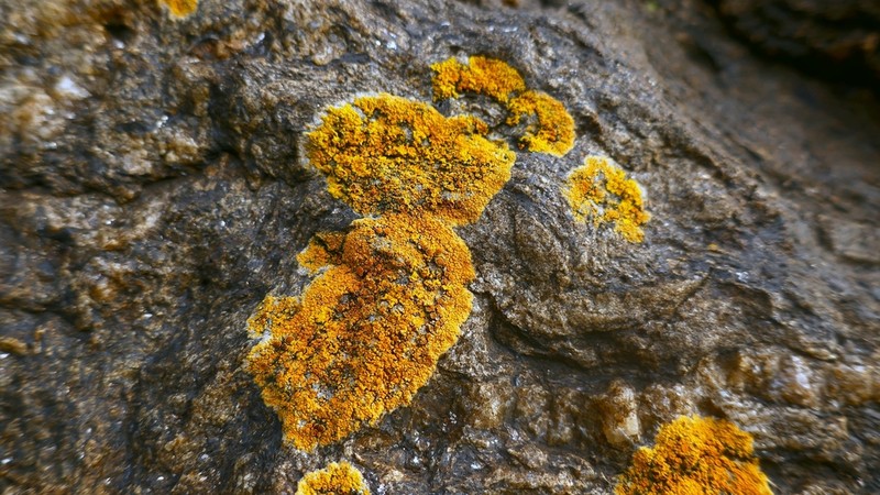 Orange Lichen photo 5