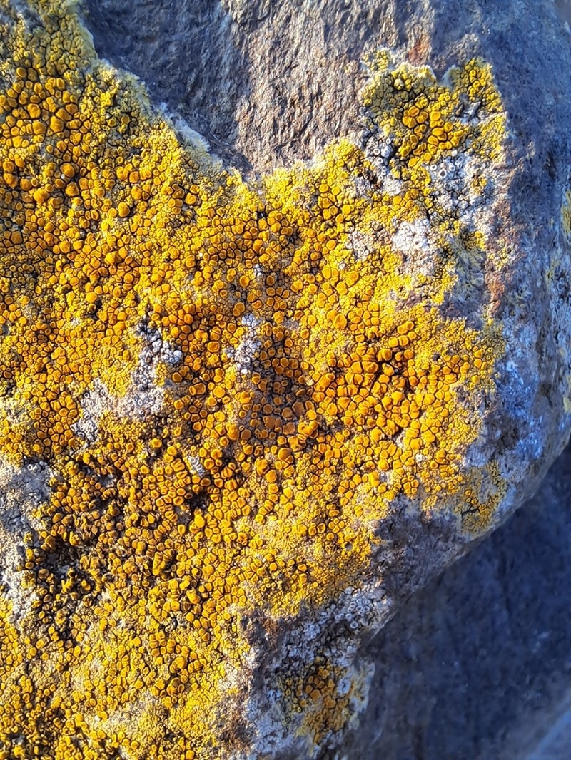 Orange Lichen photo 6