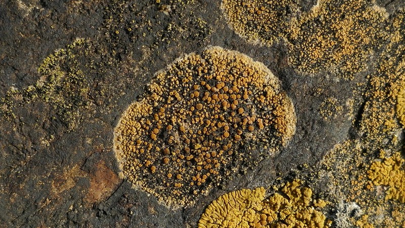 Orange Lichen photo 7