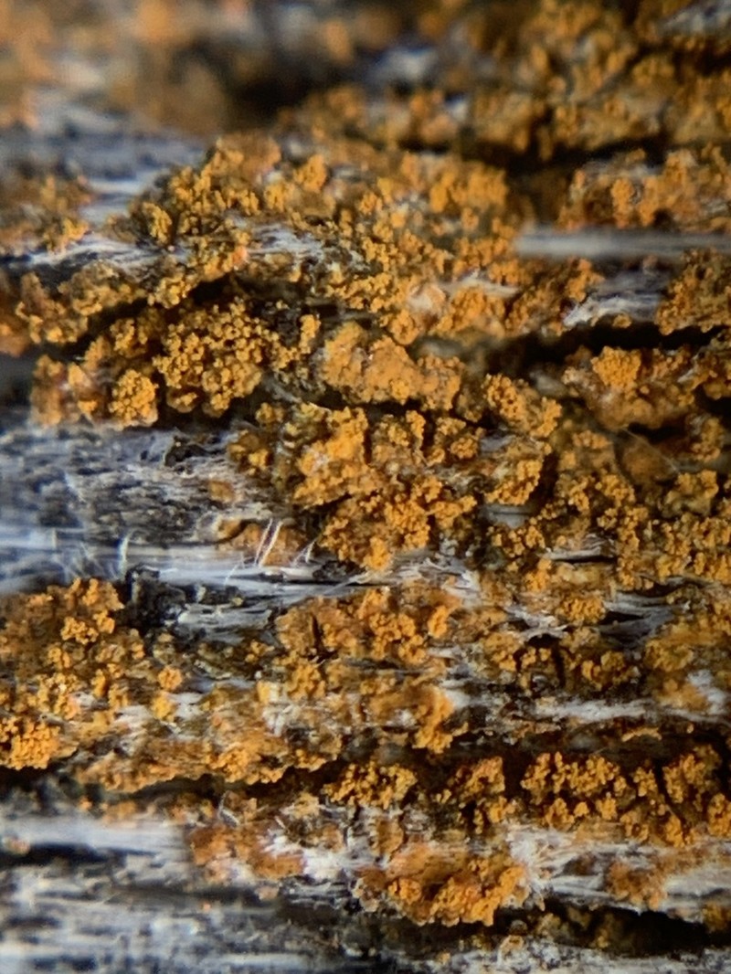 Orange Lichen