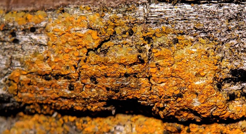 Orange Lichen photo 2