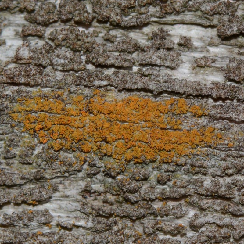 Orange Lichen photo 3