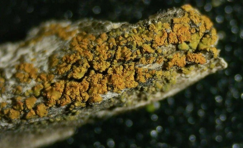 Orange Lichen photo 4