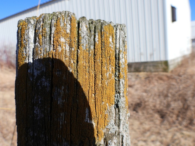 Orange Lichen photo 5