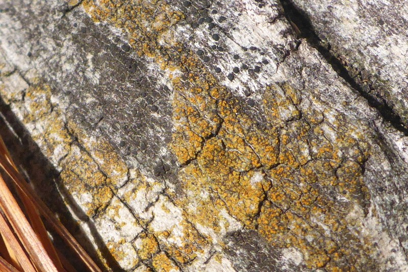 Orange Lichen photo 6