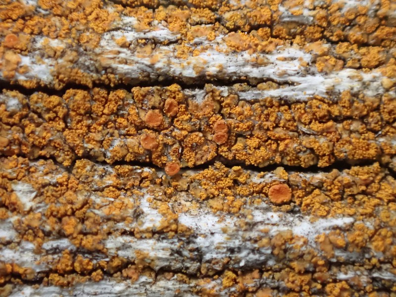 Orange Lichen photo 7