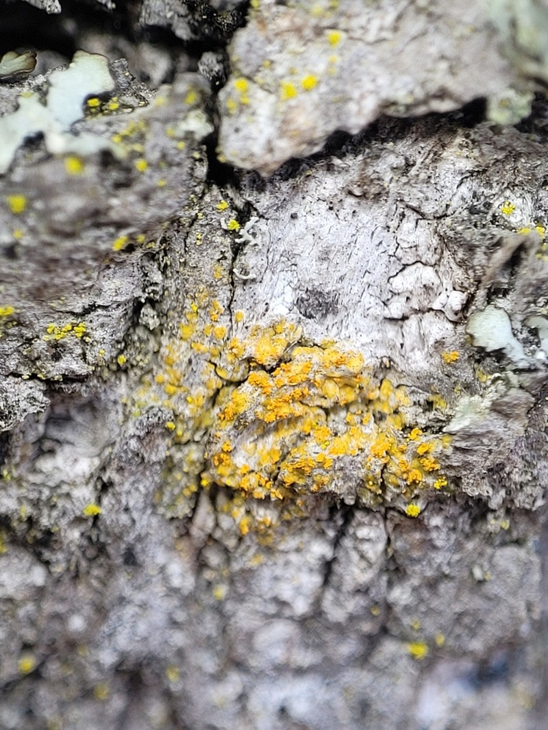Orange Lichen photo 8