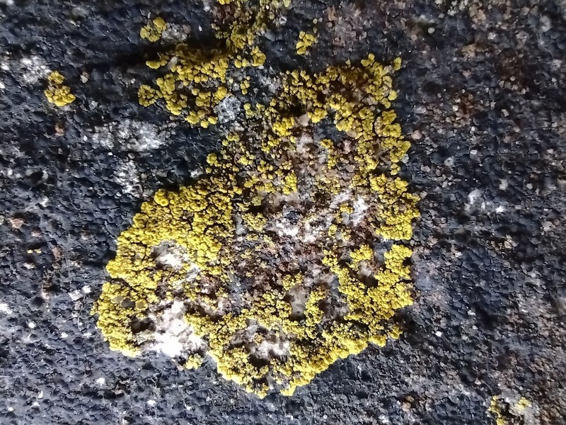 Orange Lichen
