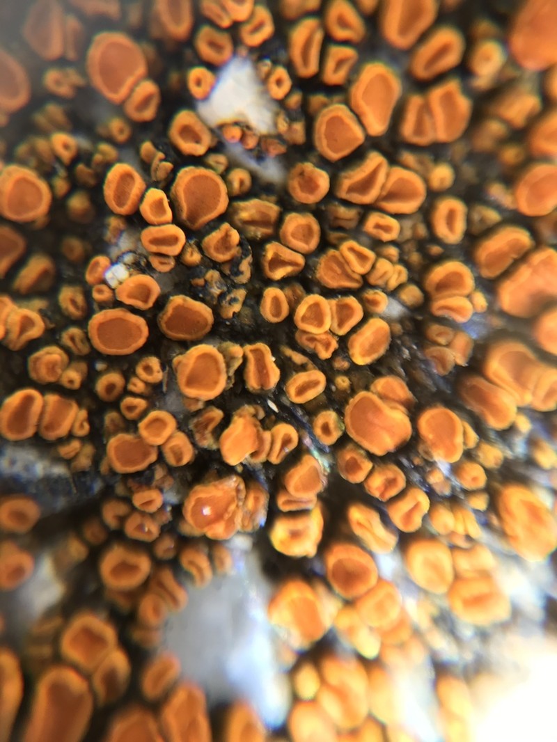 Orange Lichen