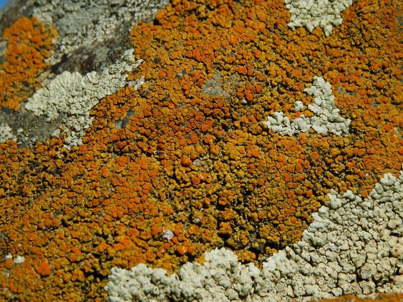 Orange Lichen photo 2