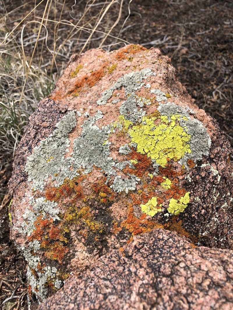 Orange Lichen photo 3