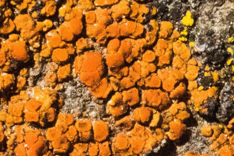 Orange Lichen photo 5