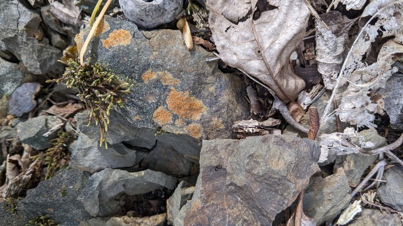 Orange Lichen photo 6