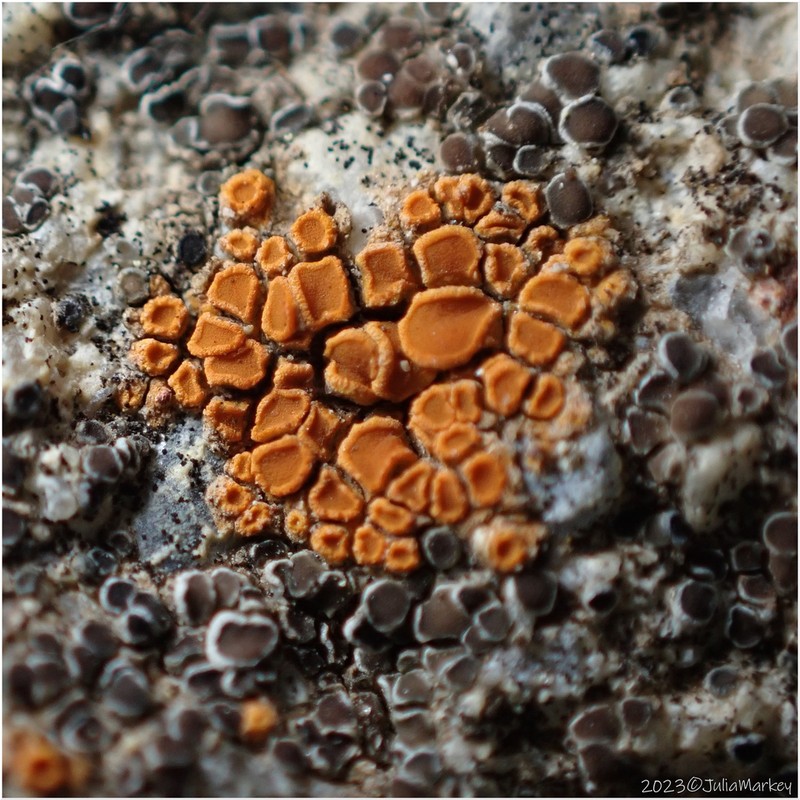 Orange Lichen photo 7