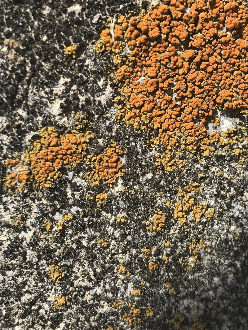 Orange Lichen photo 8
