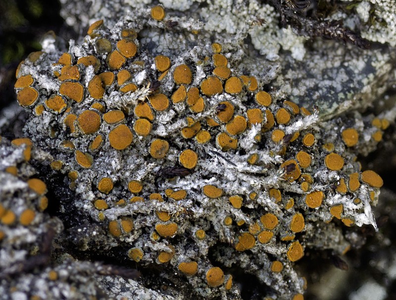 Orange Lichen