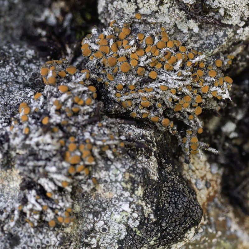 Orange Lichen