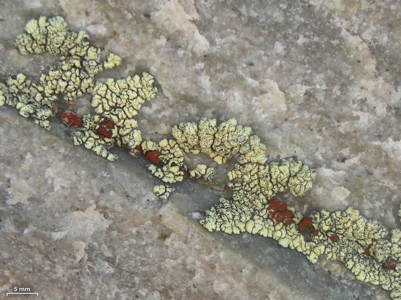 New Mexico Orange Lichen