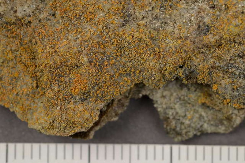 Orange Lichen