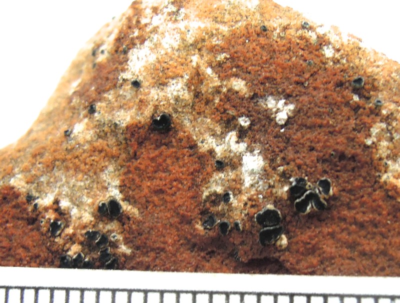 Caloplaca oblongula