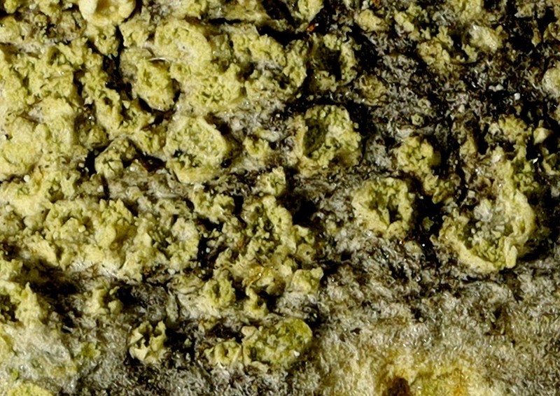Caloplaca obscurella photo 2