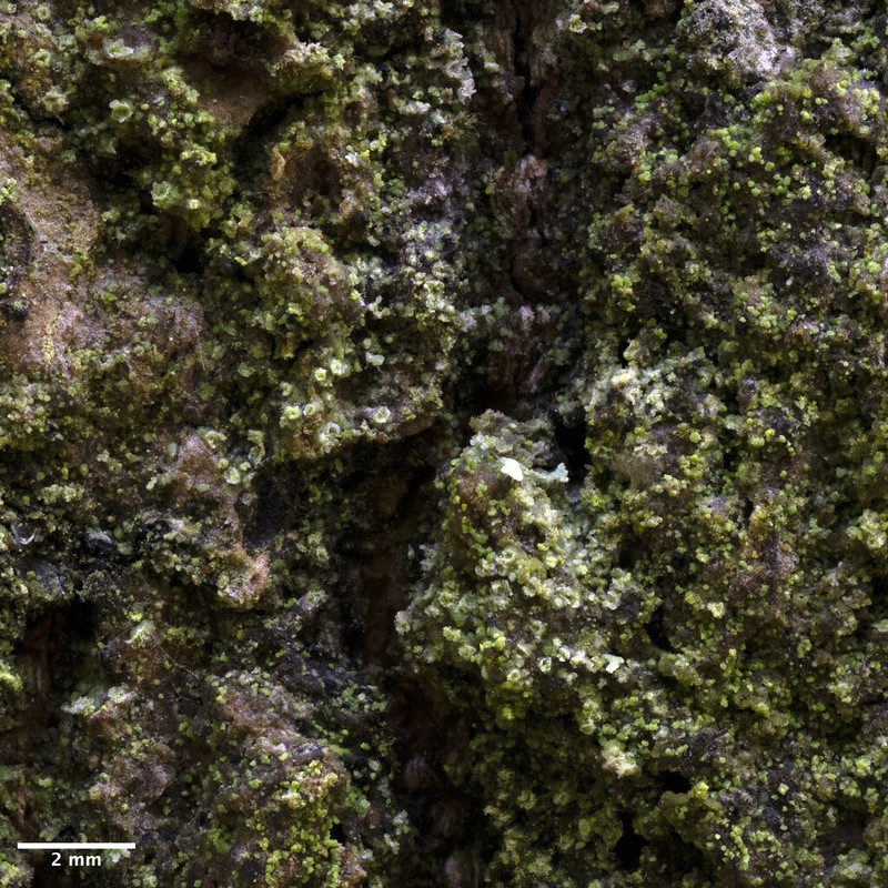 Caloplaca obscurella photo 3