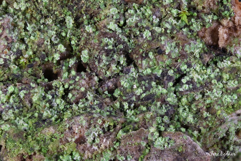 Caloplaca obscurella photo 5