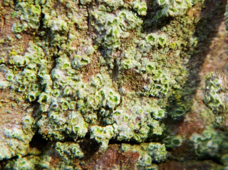 Caloplaca obscurella photo 6