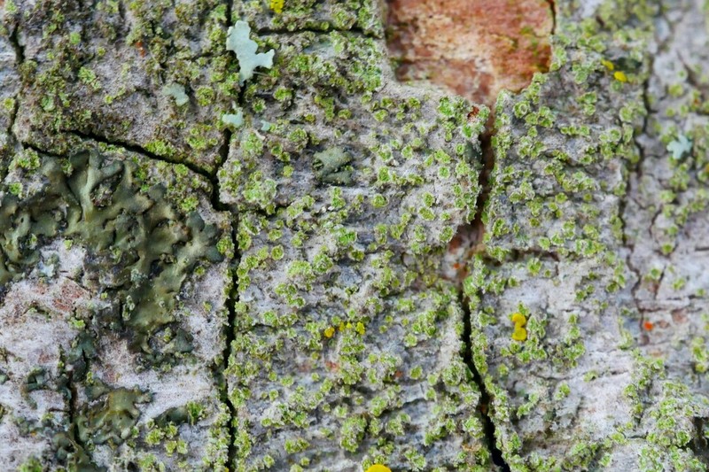 Caloplaca obscurella photo 7