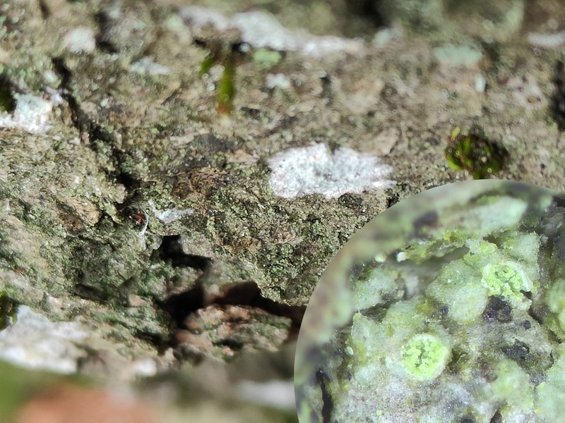 Caloplaca obscurella photo 8