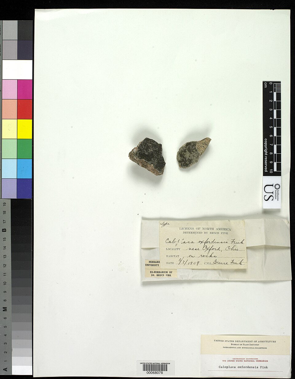 Oxford Orange Lichen