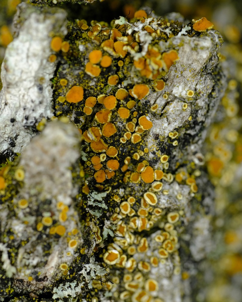 Oregon Orange Lichen