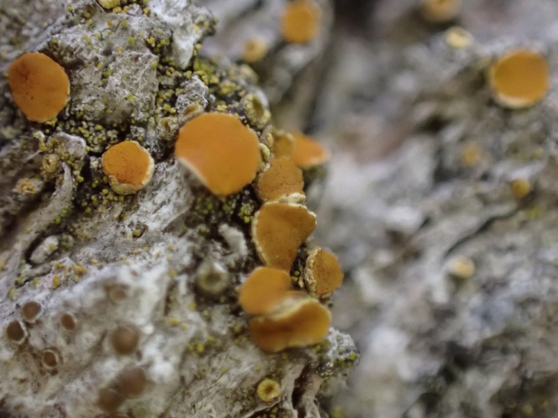 Oregon Orange Lichen photo 2