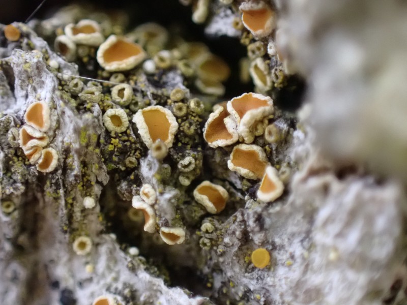 Oregon Orange Lichen photo 3
