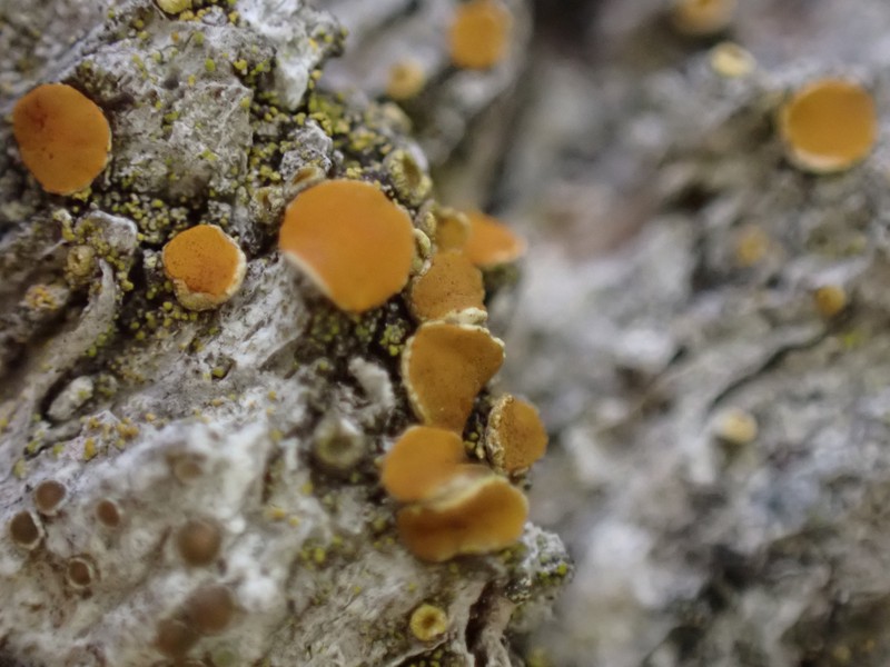 Oregon Orange Lichen photo 4