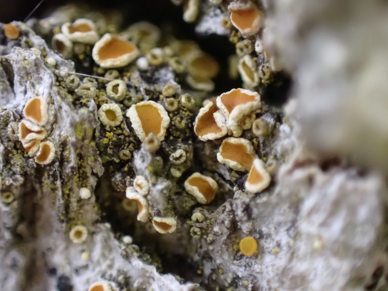Oregon Orange Lichen photo 6
