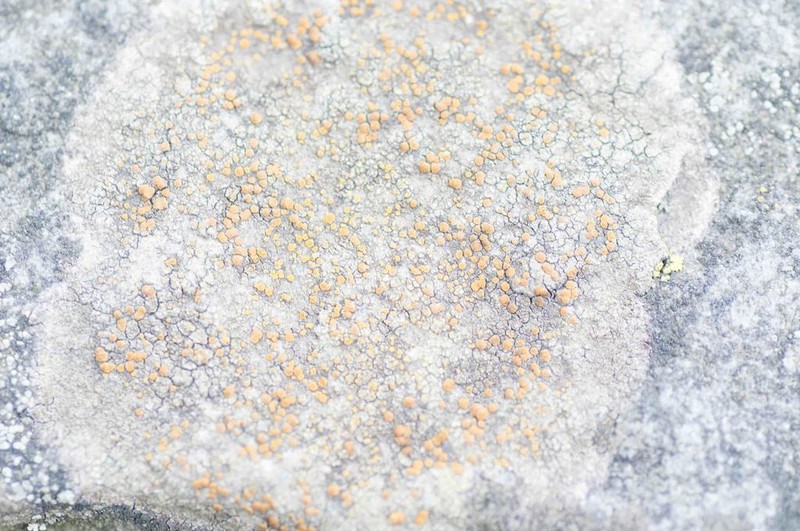 Oxford Orange Lichen