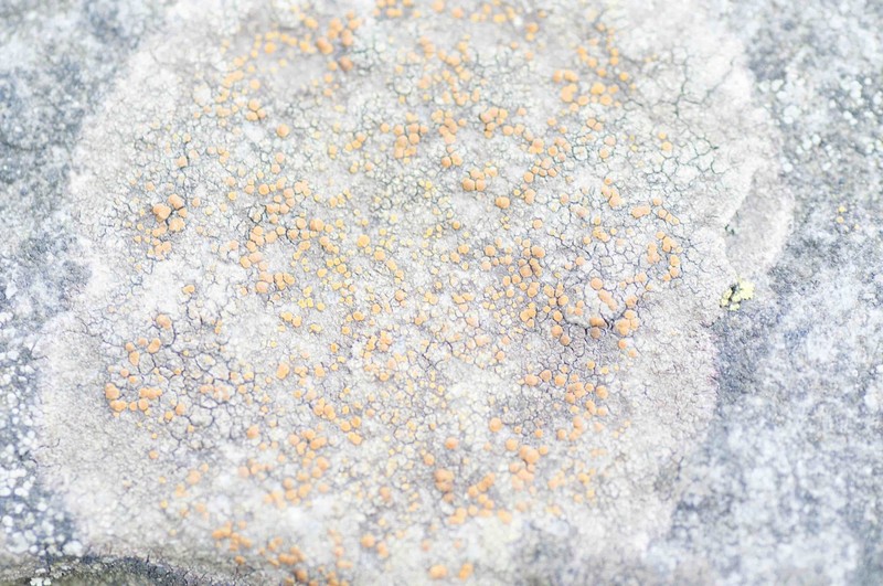 Oxford Orange Lichen photo 2