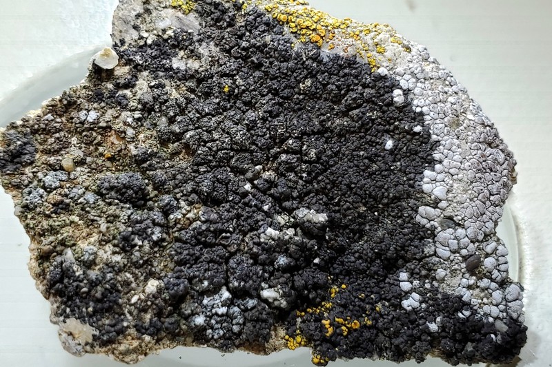 Orange Lichen