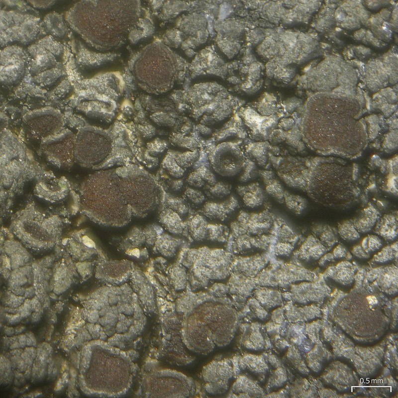 Orange Lichen photo 2