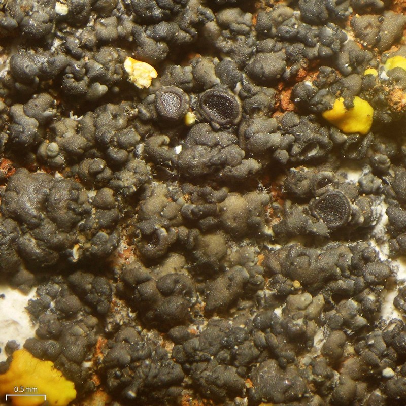 Orange Lichen photo 4