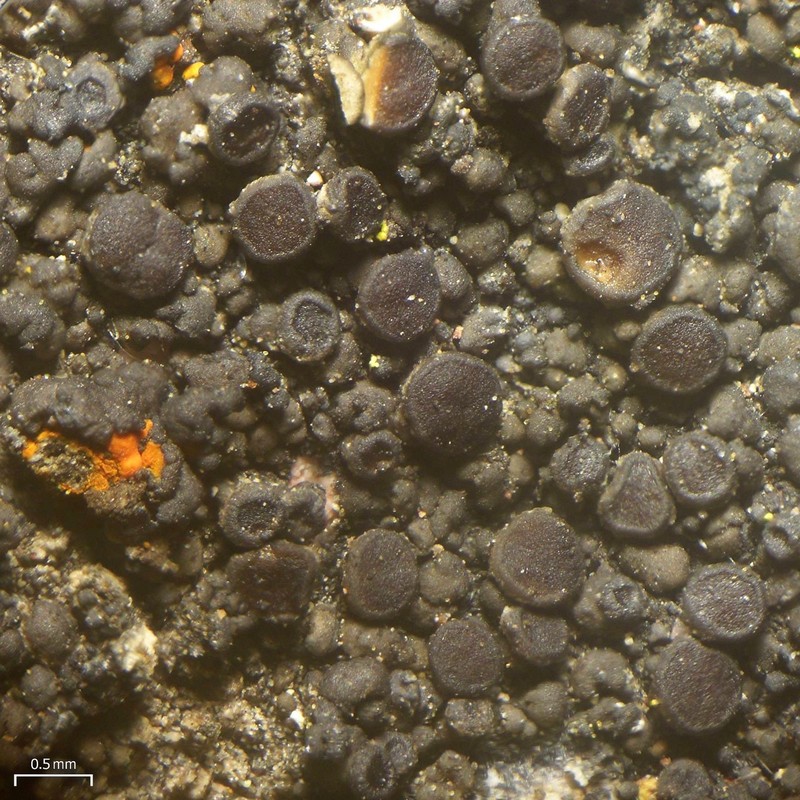 Orange Lichen photo 5