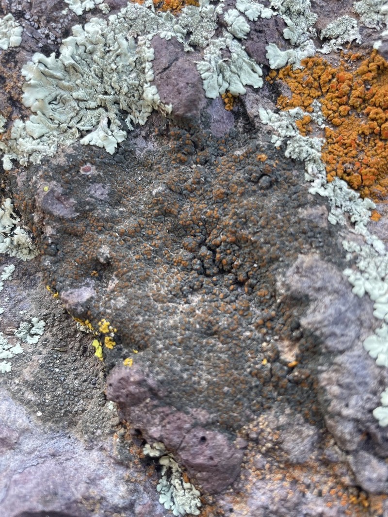 Orange Lichen