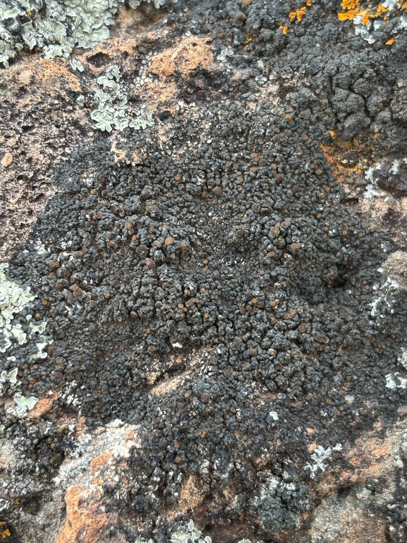 Orange Lichen photo 2