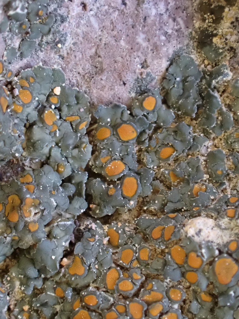 Orange Lichen photo 3