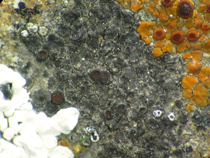 Orange Lichen photo 4